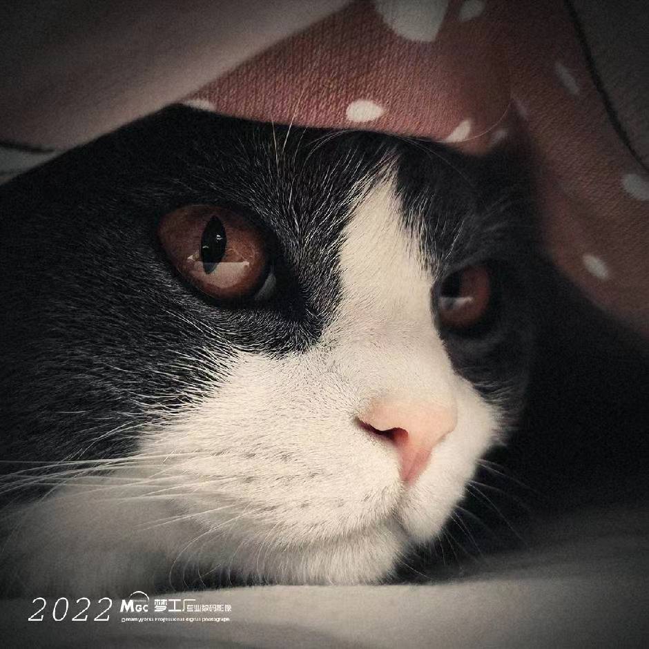 MGC-cz的头像-七日杀中文站